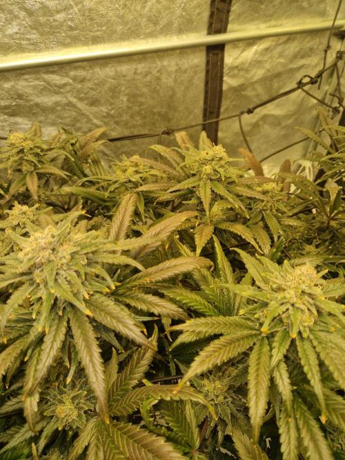 Sour Diesel, RQS, Fem, NFT. Week 13