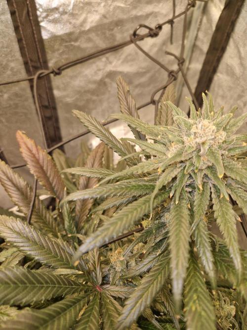 Sour Diesel, RQS, Fem, NFT. Week 13