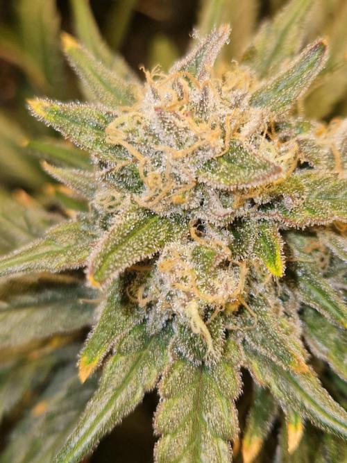 Sour Diesel, RQS, Fem, NFT. Week 13