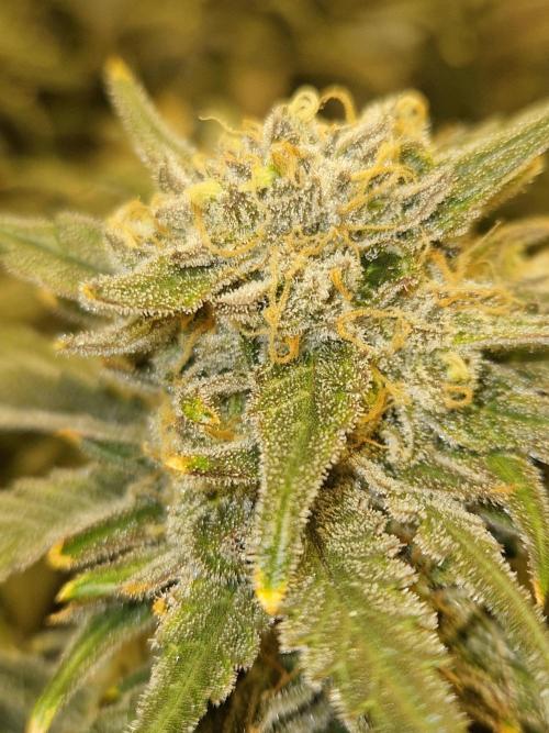 Sour Diesel, RQS, Fem, NFT. Week 13