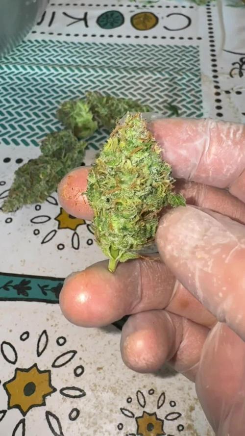Pass the Dutchie’