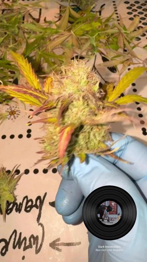 Pass the Dutchie’