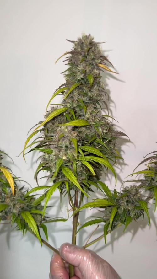 Bitter Sweet Symphony