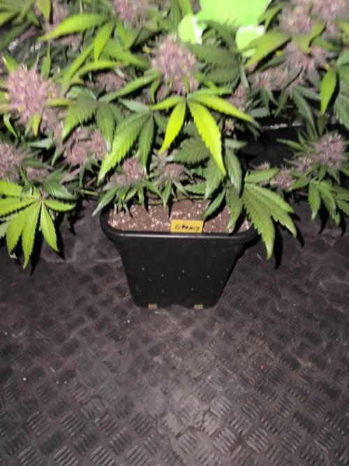 Gorilla Punch
