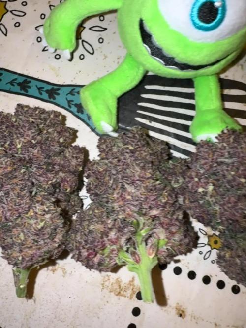 Gorilla Punch