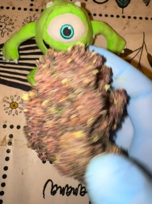 Gorilla Punch