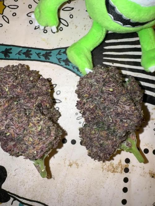Gorilla Punch
