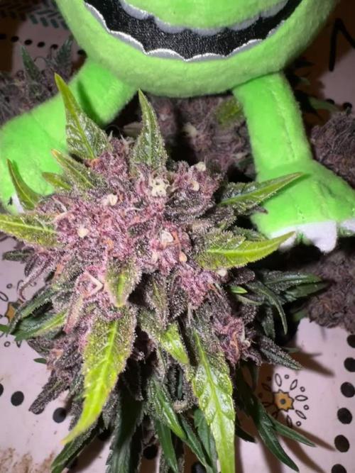 Gorilla Punch