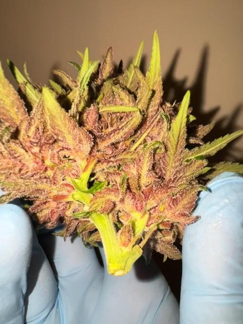Gorilla Punch