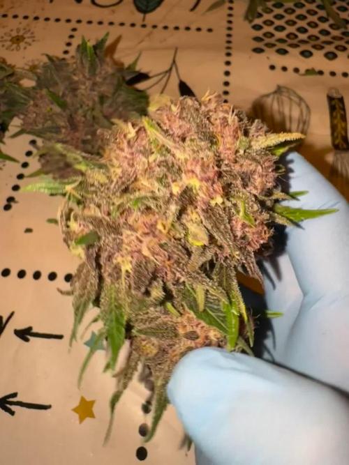 Gorilla Punch