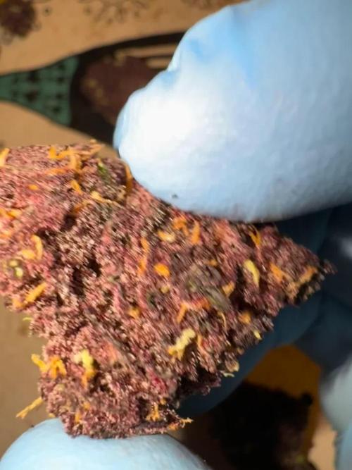 Gorilla Punch