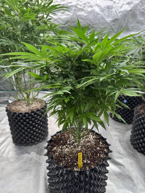 🔙 to the Future. Week 10