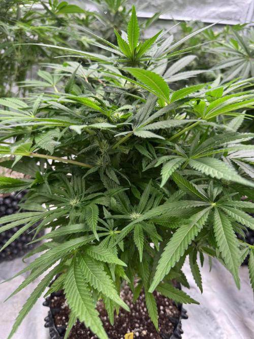 🔙 to the Future. Week 10