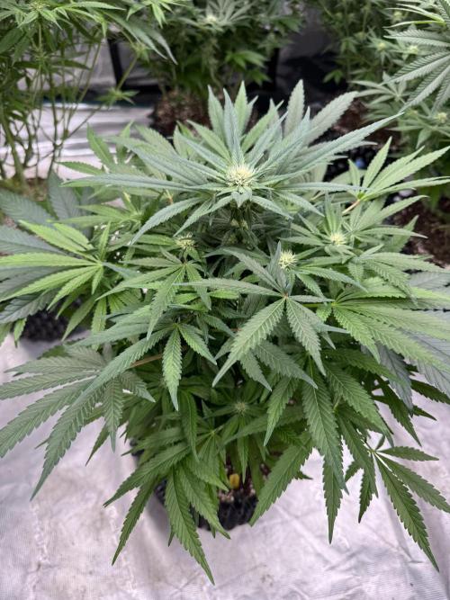 🔙 to the Future. Week 10