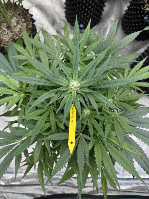 🔙 to the Future. Week 10