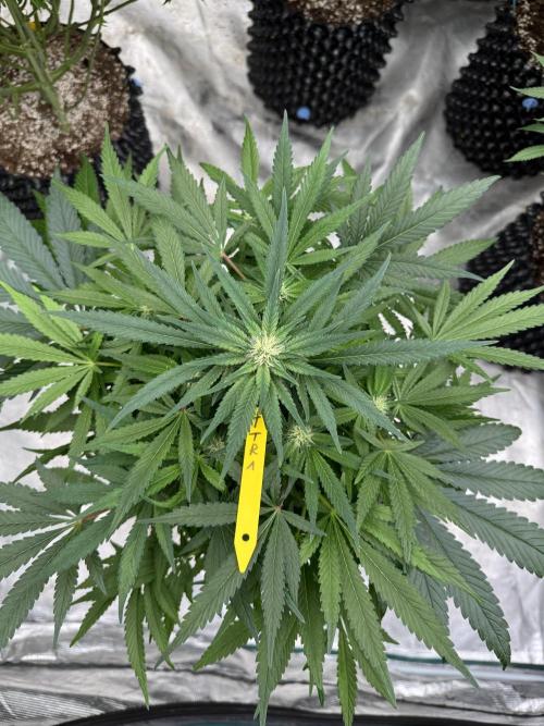 🔙 to the Future. Week 10