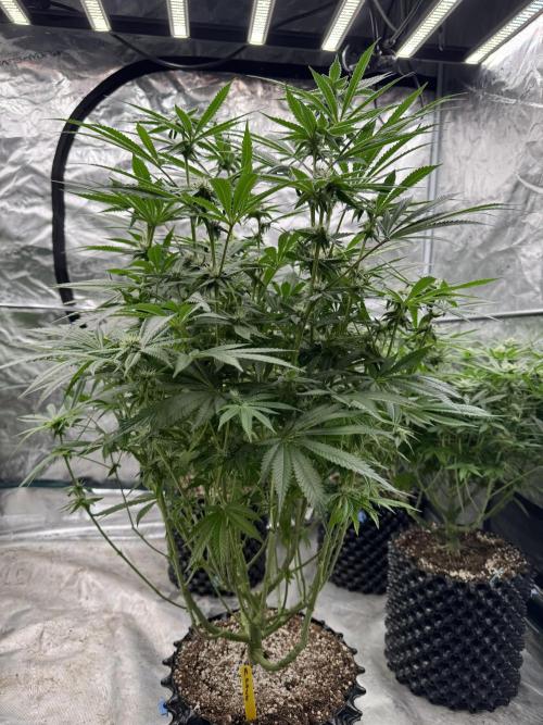 Fatty X Valio. Week 11