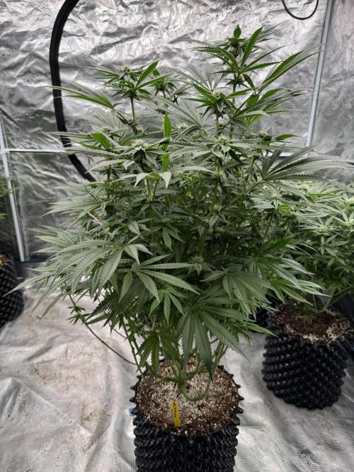 Fatty X Valio. Week 11