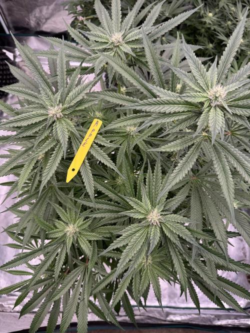 Fatty X Valio. Week 11