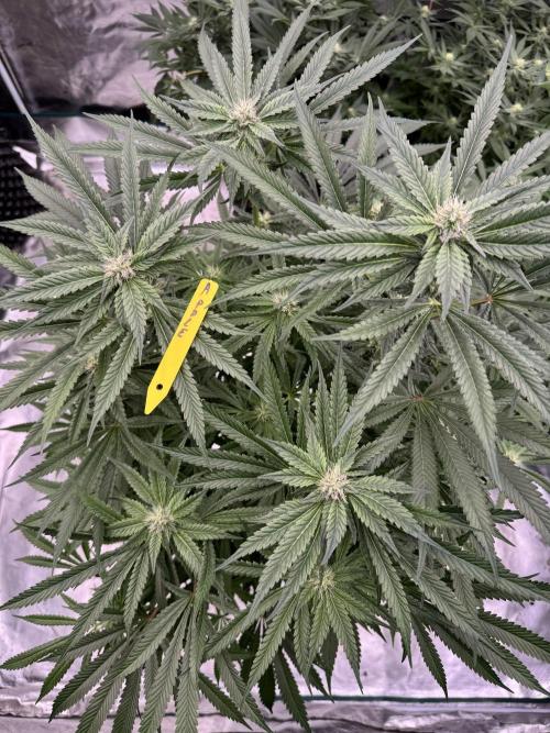 Fatty X Valio. Week 11