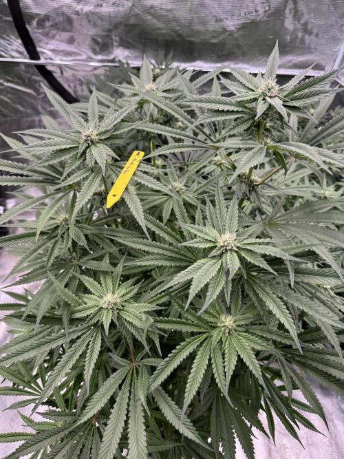 Fatty X Valio. Week 11