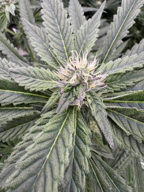 Fatty X Valio. Week 11