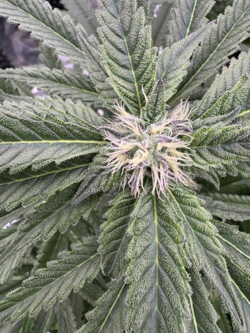 Fatty X Valio. Week 11