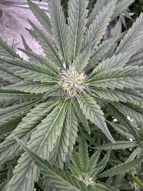 Fatty X Valio. Week 11