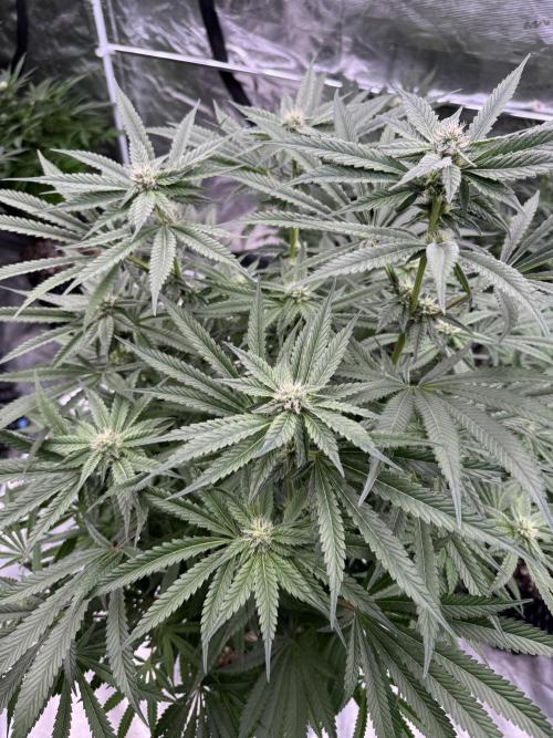 Fatty X Valio. Week 11