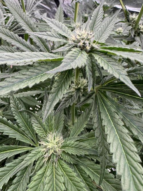 Fatty X Valio. Week 11