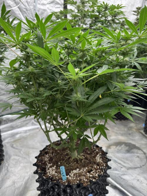 Citrus Slurpee 🍊🥤. Week 11