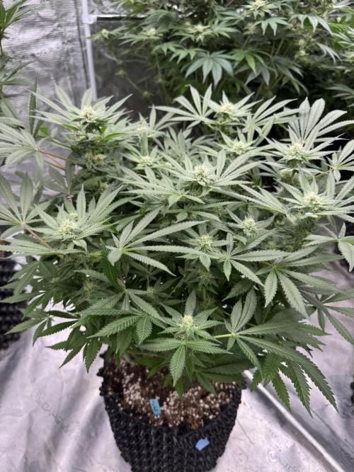 Citrus Slurpee 🍊🥤. Week 11