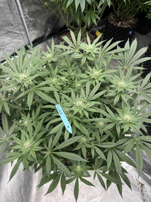 Citrus Slurpee 🍊🥤. Week 11