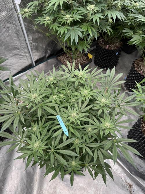 Citrus Slurpee 🍊🥤. Week 11