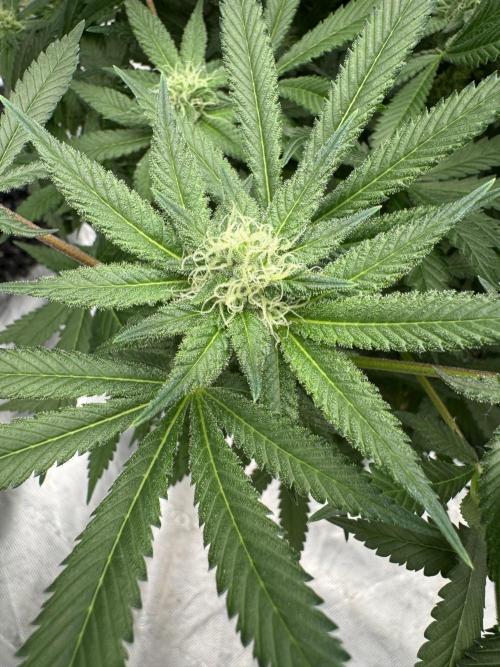 Citrus Slurpee 🍊🥤. Week 11