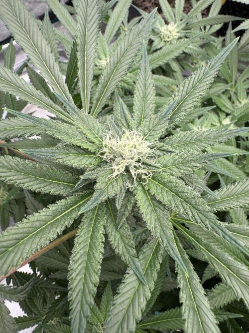 Citrus Slurpee 🍊🥤. Week 11