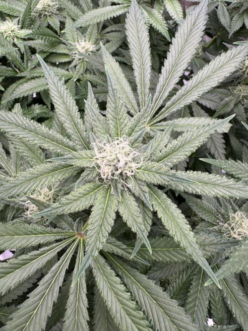 Citrus Slurpee 🍊🥤. Week 11