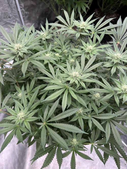 Citrus Slurpee 🍊🥤. Week 11