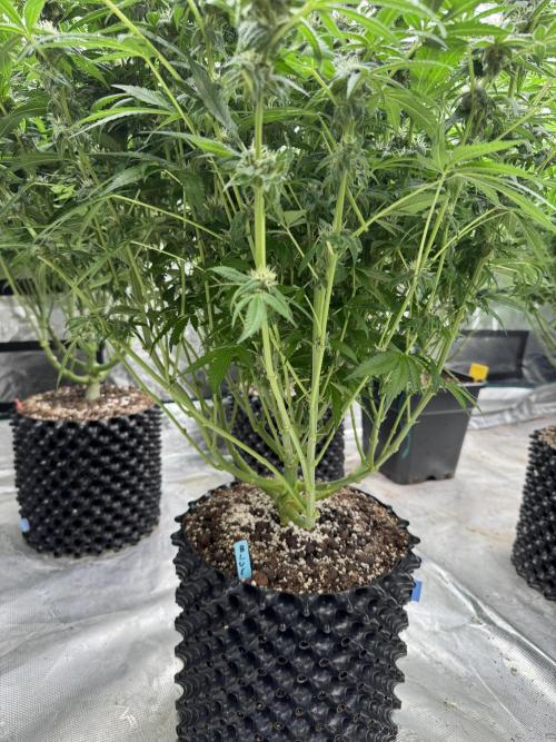 Fluffy Pancakes 🥞. Week 11