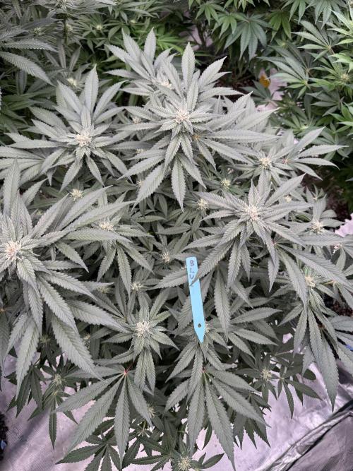 Fluffy Pancakes 🥞. Week 11