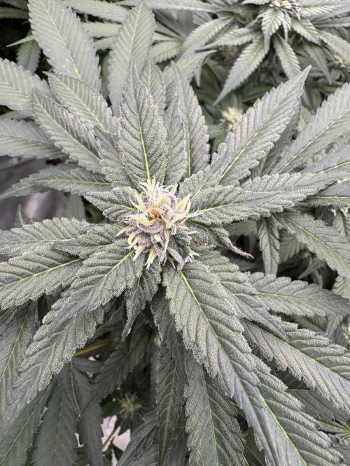 Fluffy Pancakes 🥞. Week 11