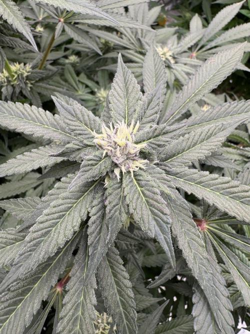 Fluffy Pancakes 🥞. Week 11