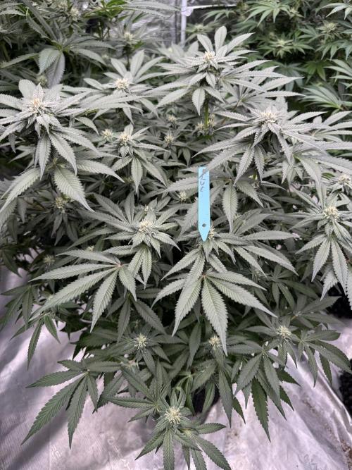 Fluffy Pancakes 🥞. Week 11