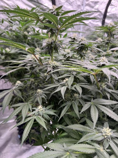 Fluffy Pancakes 🥞. Week 11