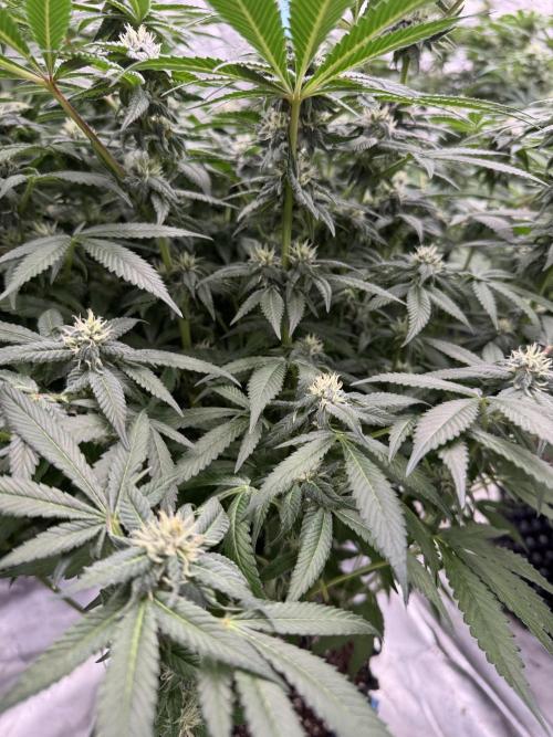 Fluffy Pancakes 🥞. Week 11