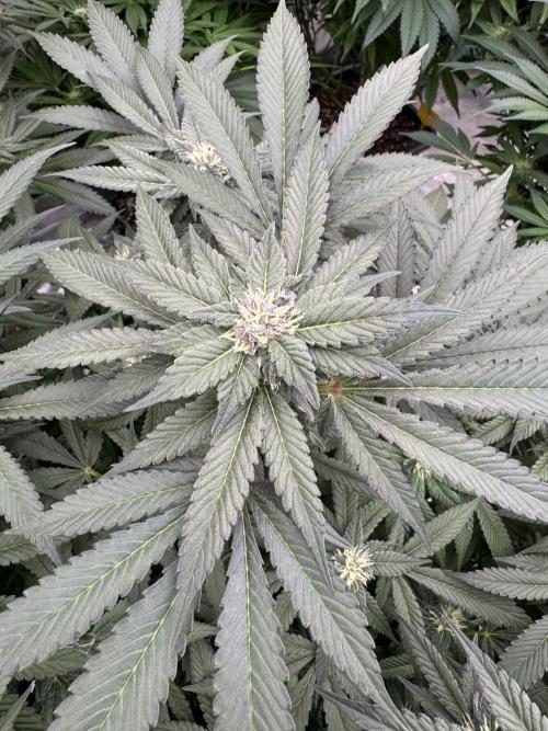 Fluffy Pancakes 🥞. Week 11