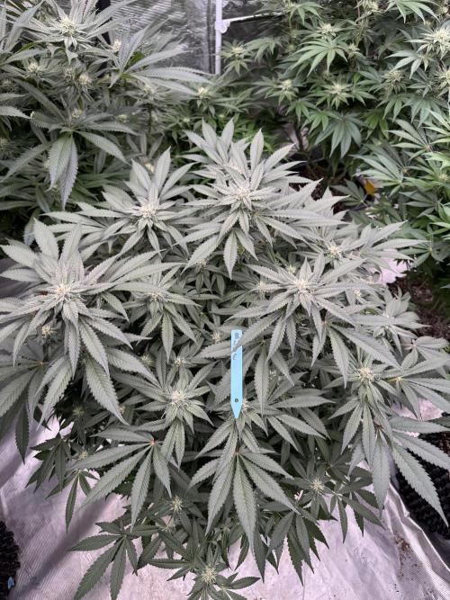 Fluffy Pancakes 🥞. Week 11