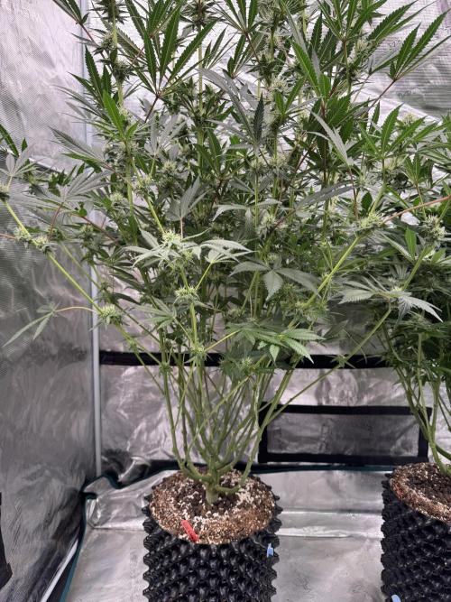 Cherry Poppers 🔞. Week 11