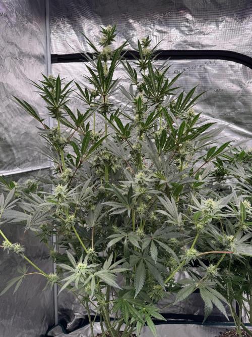 Cherry Poppers 🔞. Week 11