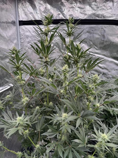 Cherry Poppers 🔞. Week 11